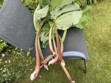 Photo of free Rhubarb (Carrick Knowe EH12) #2