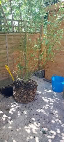 Photo of free Bamboo (Shifnal TF11) #1