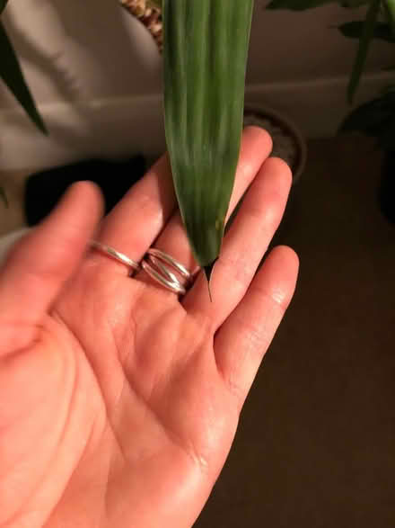 Photo of free Yucca plant (TW2) #2
