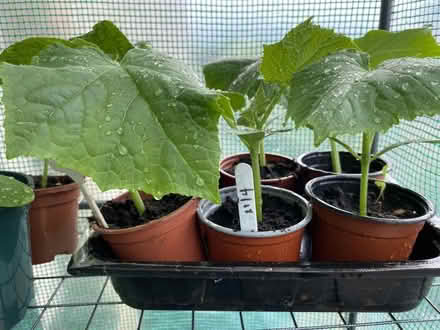 Photo of free Cucumber plants (South Dykes CA11) #1