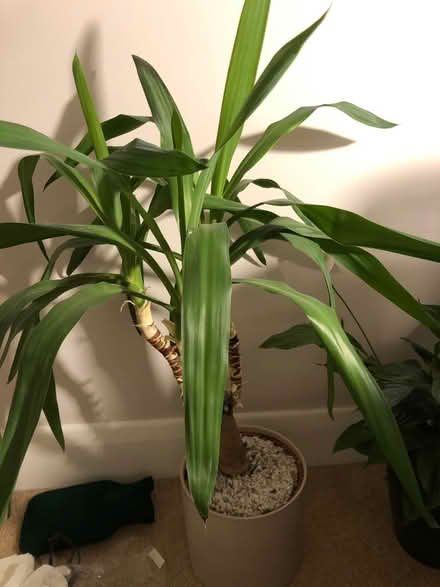 Photo of free Yucca plant (TW2) #1