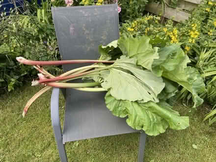 Photo of free Rhubarb (Carrick Knowe EH12) #1