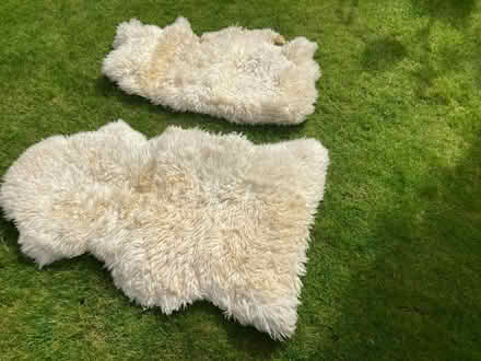 Photo of free Two NZ sheepskins (GL53) #1