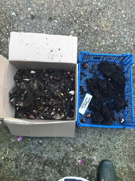 Photo of free Tulip bulbs (Burnham on Crouch CM0) #1