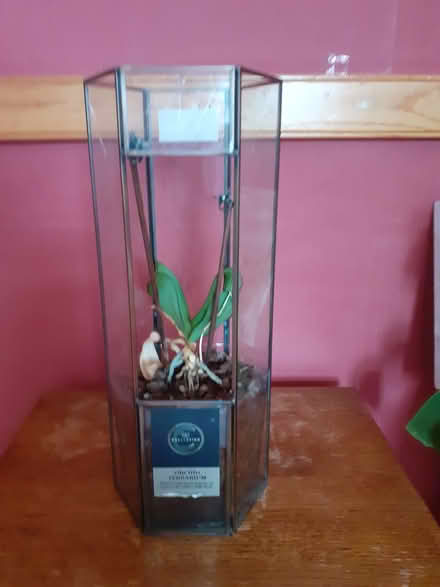 Photo of free Orchid terrarium (CF5 Culverhouse cross) #1