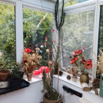 Photo of free massive cactus (Llanddewi LD1) #1