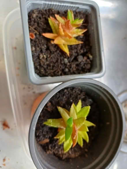 Photo of free Small succulent indoor plants (Morley DE21) #1