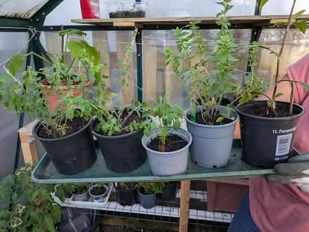 Photo of free Edible Plants (Denholme BD13) #1