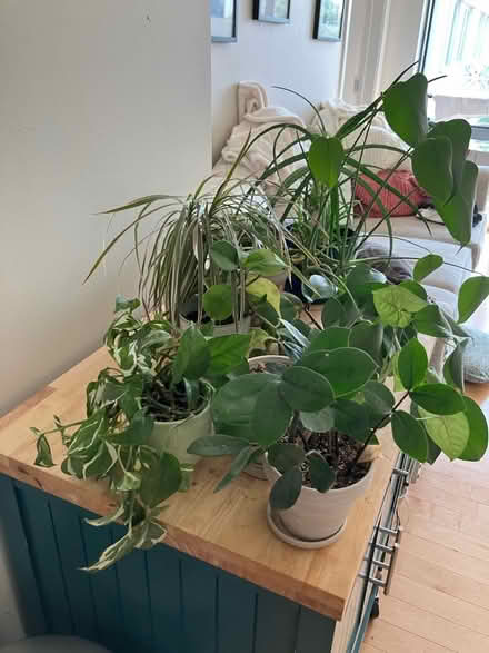 Photo of free Small plants (Tenleytown) #3