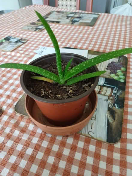 Photo of free Small aloe Vera plant (Morley DE21) #1