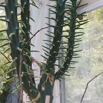 Photo of free massive cactus (Llanddewi LD1) #3