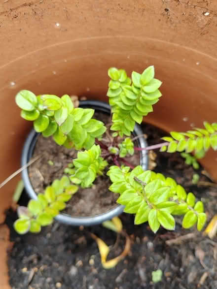 Photo of free Polemonium plant (Risinghurst OX3) #1