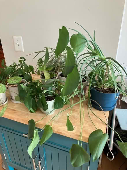 Photo of free Small plants (Tenleytown) #2