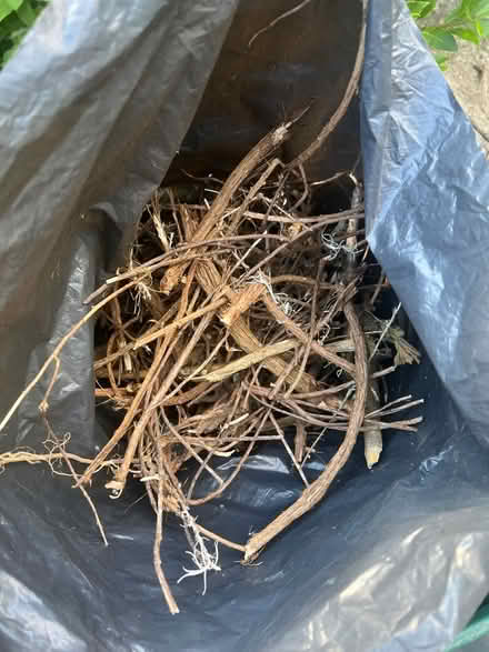 Photo of free Twigs and branches (RG42 Bracknell) #1