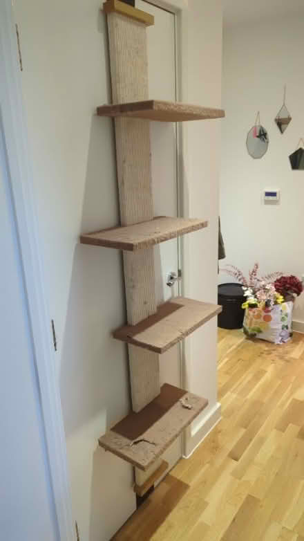 Photo of free Cat climbing tree, door hung (Seven Sisters N15) #1