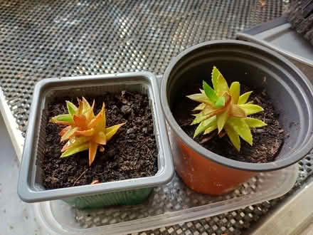 Photo of free Small succulent plants indoor (Morley DE21) #1