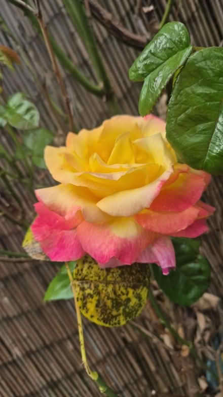 Photo of free Lazy Spa (Colnbrook SL3) #1