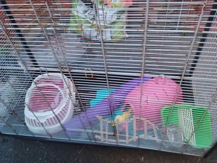 Photo of free Rat's Cage (The Reddings) #2