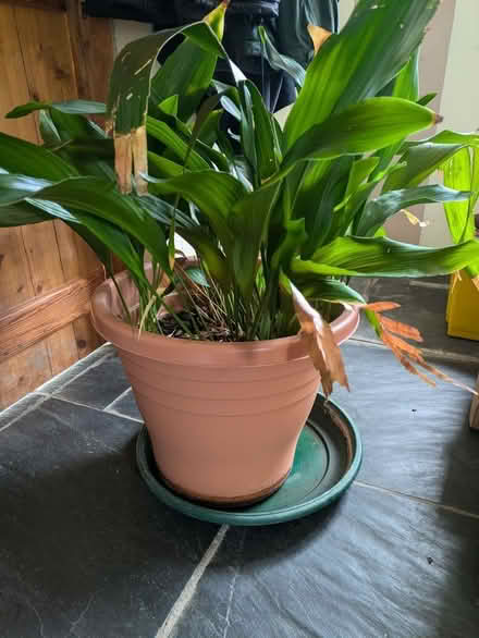 Photo of free Large aspidistra (Felindre LD7) #1