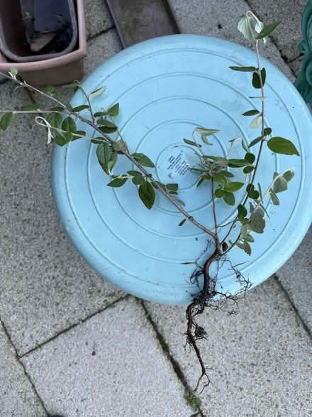 Photo of free Cotoneaster and Holly plant - Self-seeded (AB10) #2