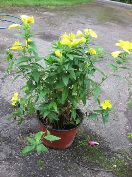 Photo of free Sundrops perennial flowers (Pittsford) #1