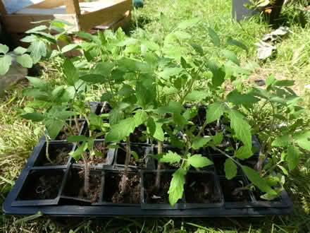 Photo of free Cherry tomato plants (Rayleigh SS6) #1