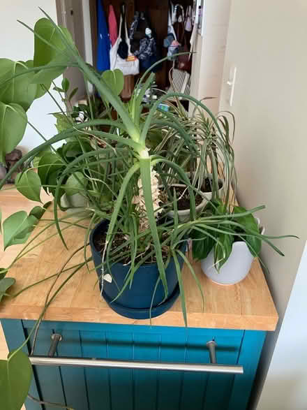 Photo of free Small plants (Tenleytown) #1