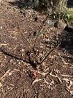 Photo of free Pomegranate plant- Weston Creek #1