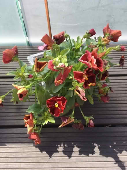 Photo of free Unhappy pansies (Greenwich MV, SE10) #1