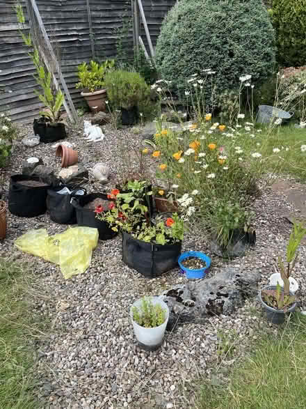 Photo of free Pebbles/small garden rocks (Kingstanding B44) #2