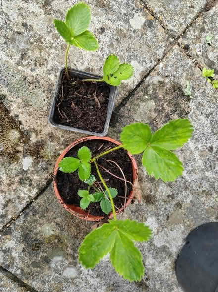 Photo of free Strawberry plants (Risinghurst OX3) #1