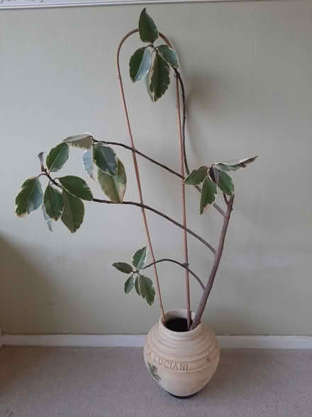 Photo of free Large plant and plant pot (Allesley Park CV5) #1