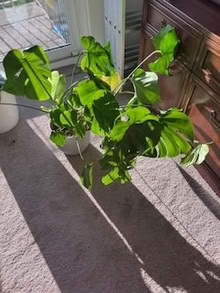 Photo of free Potplant with terracotta pot (Kenningknowes Rd FK7) #1