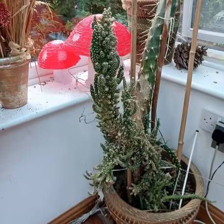 Photo of free massive cactus (Llanddewi LD1) #2