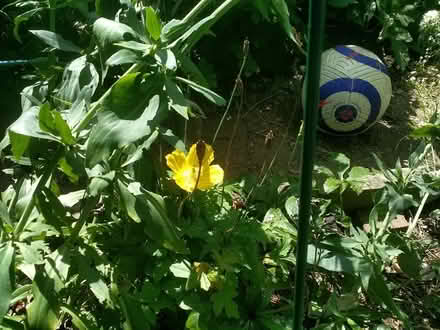 Photo of free Welsh Poppy seedpods (Stratford E15 4) #1