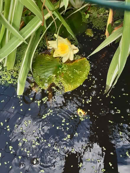 Photo of free Waterlily root (Letchworth (Standalone area)) #2