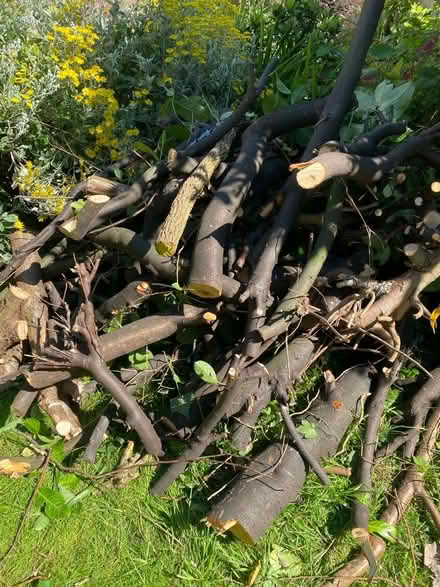 Photo of free Wood/branches (Harborne) #1