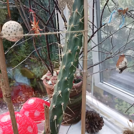 Photo of free massive cactus (Llanddewi LD1) #4