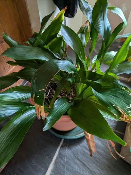 Photo of free Large aspidistra (Felindre LD7) #2
