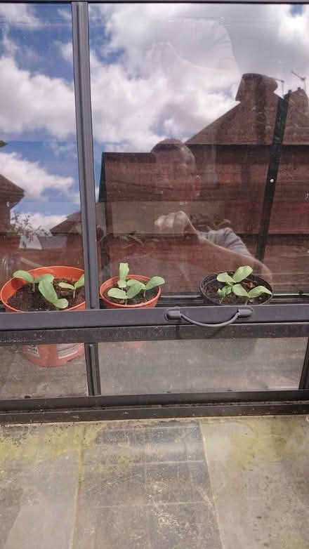 Photo of free Melon plants (Gilesgate DH1) #1