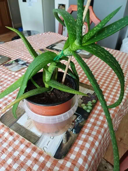 Photo of free Aloe Vera succulent (Morley DE21) #1