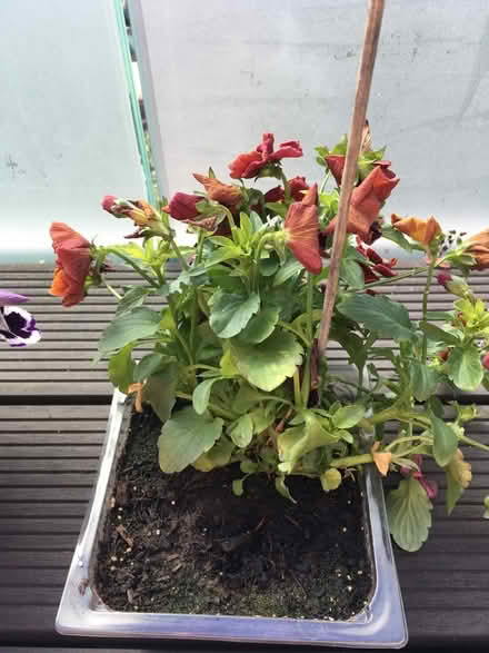 Photo of free Unhappy pansies (Greenwich MV, SE10) #2