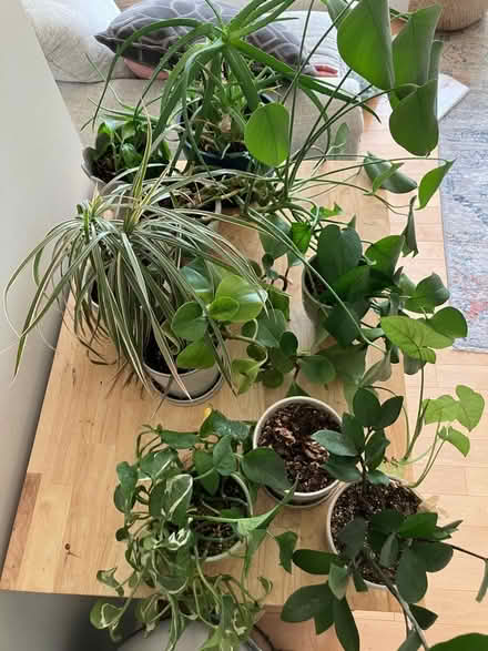 Photo of free Small plants (Tenleytown) #4