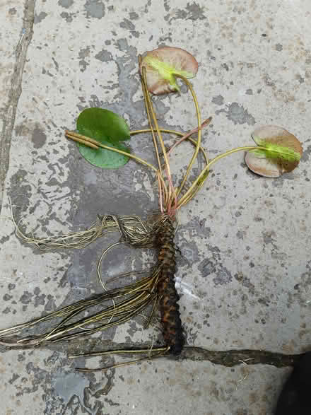 Photo of free Waterlily root (Letchworth (Standalone area)) #1