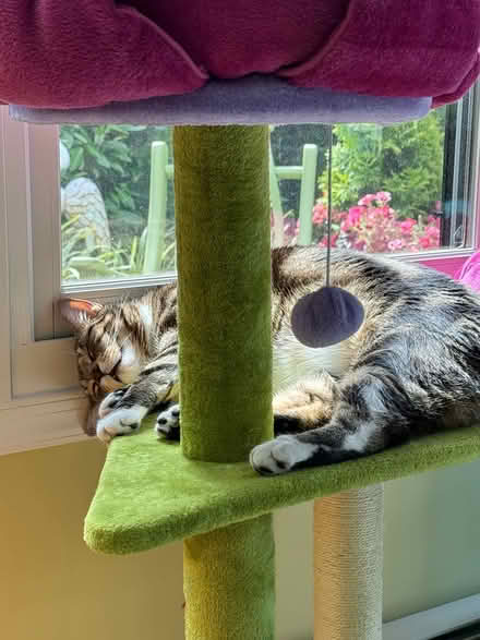 Photo of free Cat tree (reposting) (North Old Town Alexandria) #3