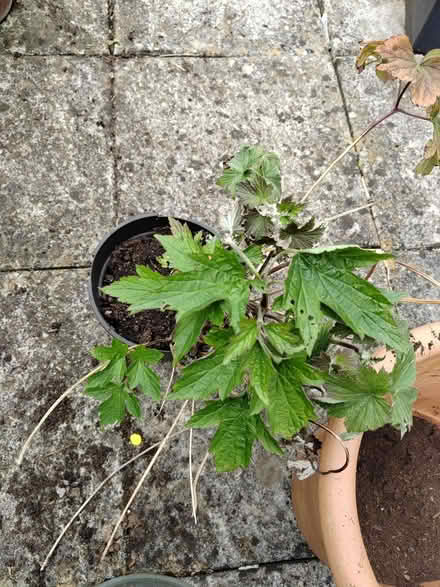 Photo of free Japanese anenome (Risinghurst OX3) #1