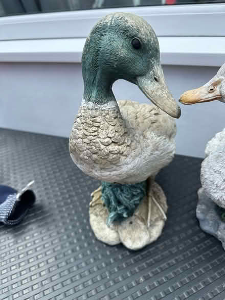 Photo of free Garden ducks (Cold Harbour OX1) #2