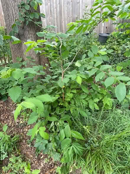 Photo of free Elm sapling (Reading, off West st) #1