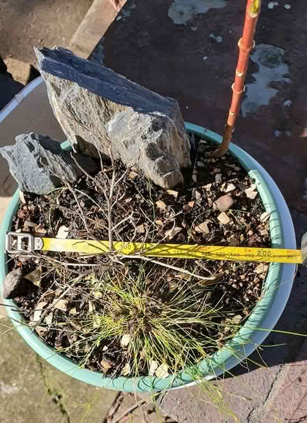 Photo of free Bonsai pot (Haberfield) #2