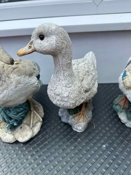 Photo of free Garden ducks (Cold Harbour OX1) #3